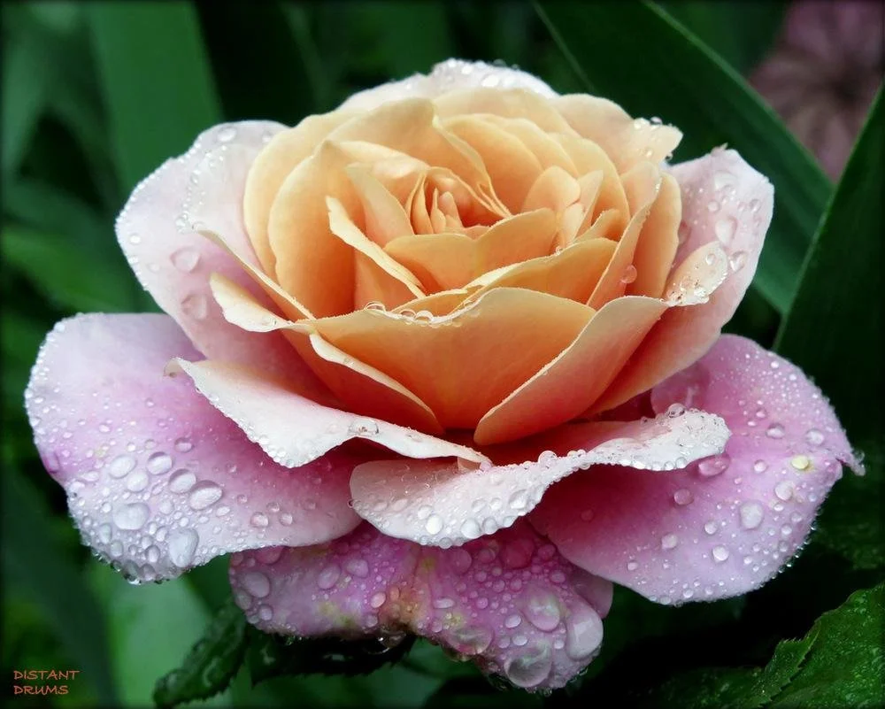 South Africa — Select Roses